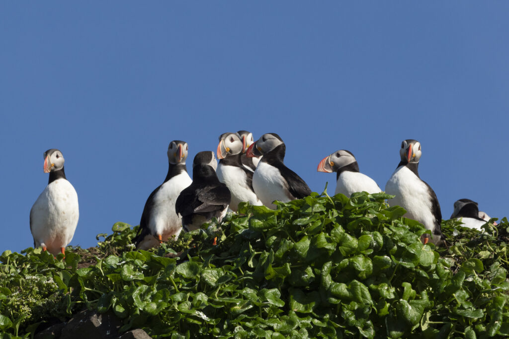 All You Need To Know About The Atlantic Puffins :: Expeditions Online