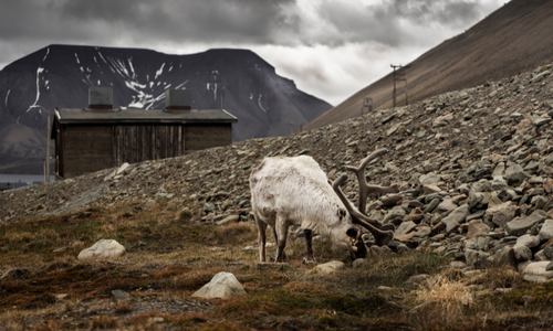 Reindeer grazing in Longyearbyen, Svalbard