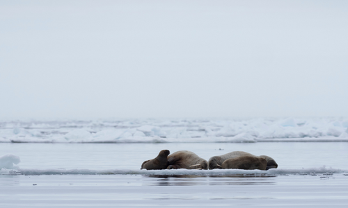 Walrus lounging on ice in Svalbard