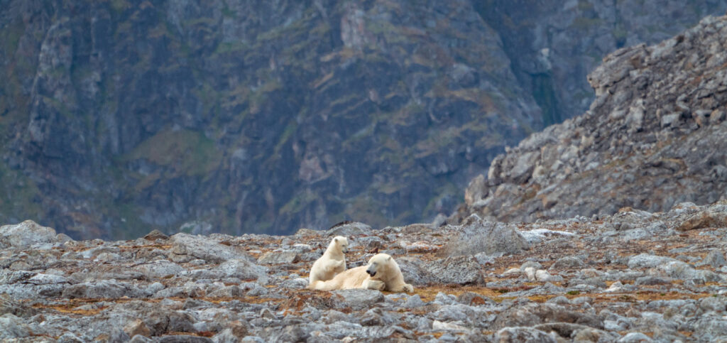 Mother and cub polar bears in Svalbard, in the High Arctic