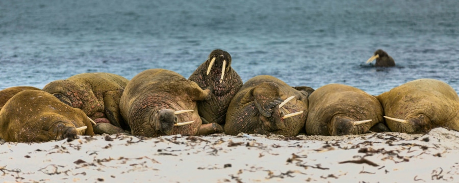 Walrus Pictures, Information & Facts - Aurora Expeditions™