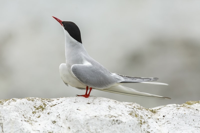 Arctic/Antarctic terns
