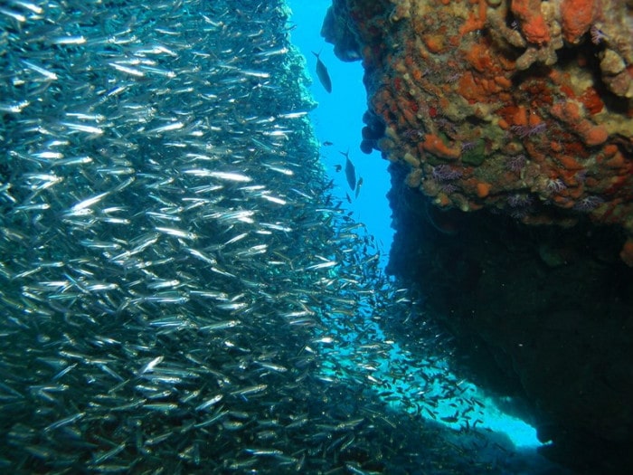 The Atlantic herring is known for one of the largest examples of shoaling