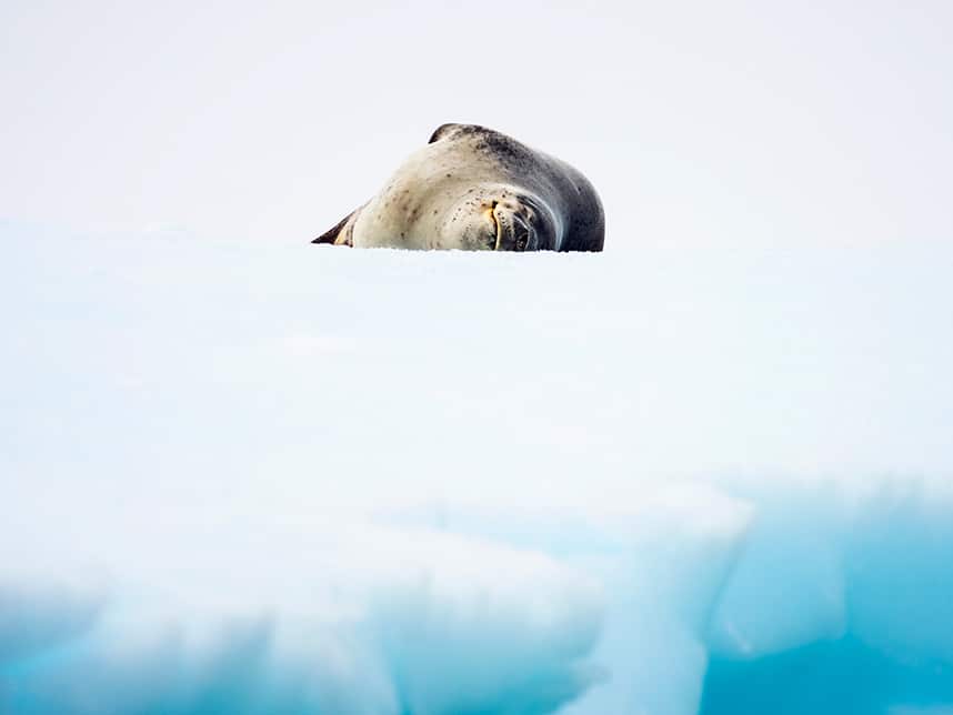Leopard seal