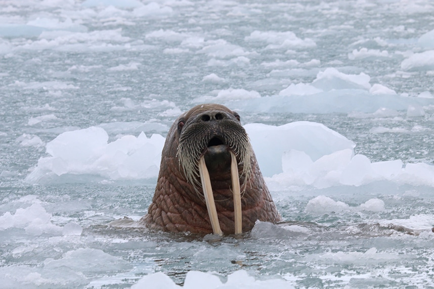 Walrus