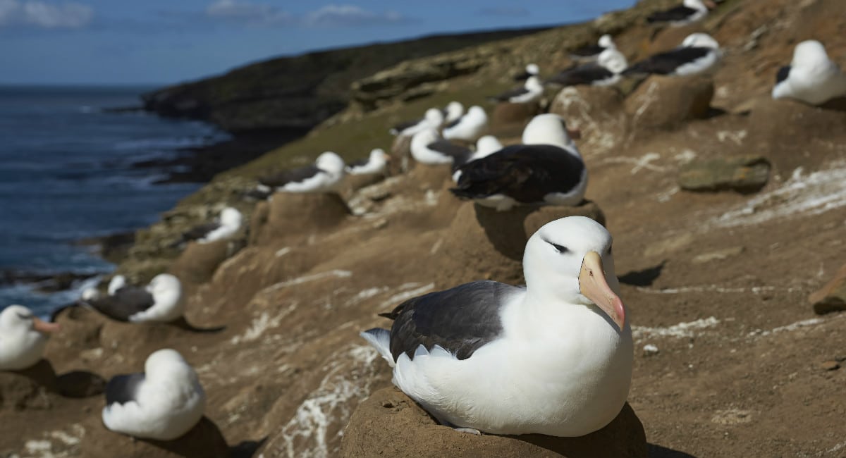 Black Browed Albatross on Saunders Island