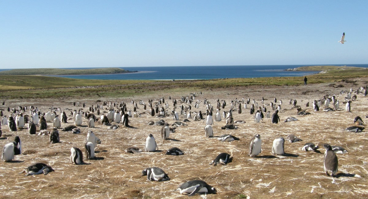 Penguins in Falkland Islands