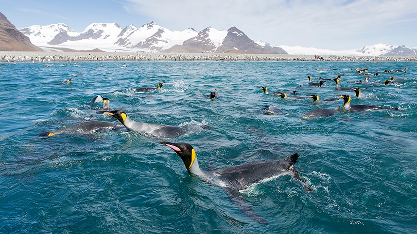 King penguins in the sea