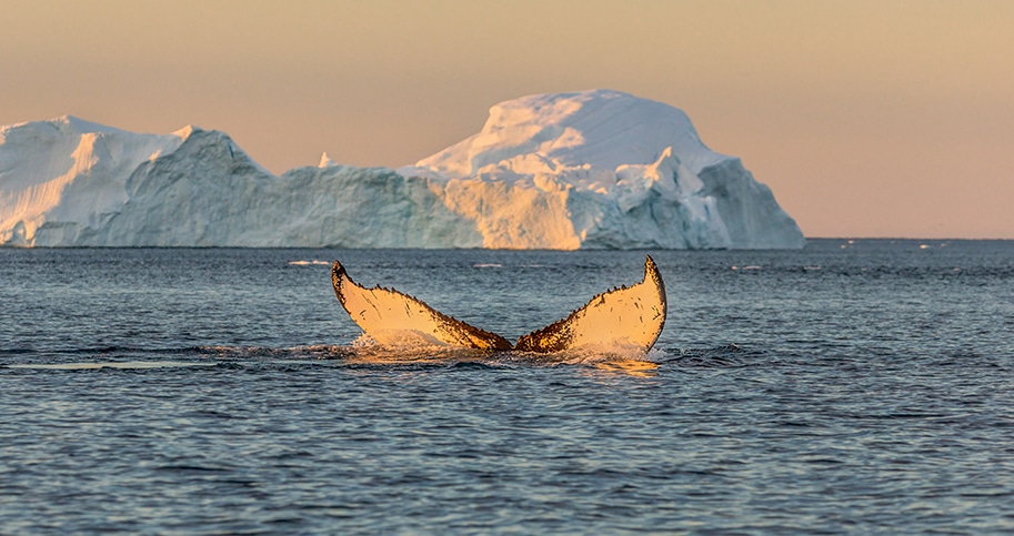 Whale watching in Disko Bay