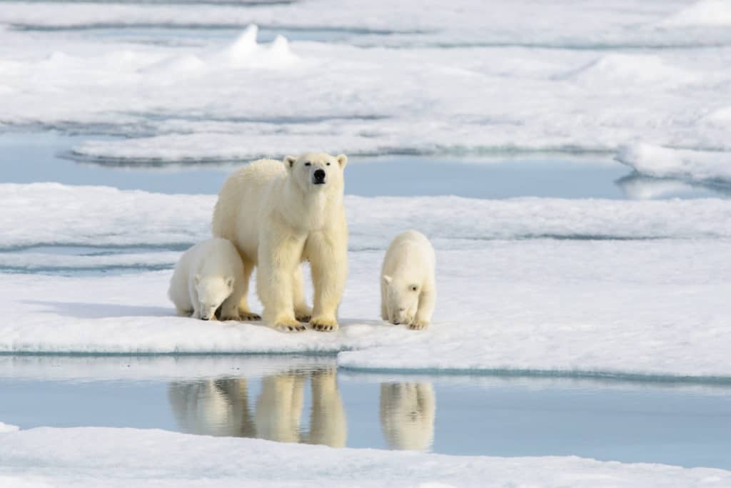 Polar bear cubs