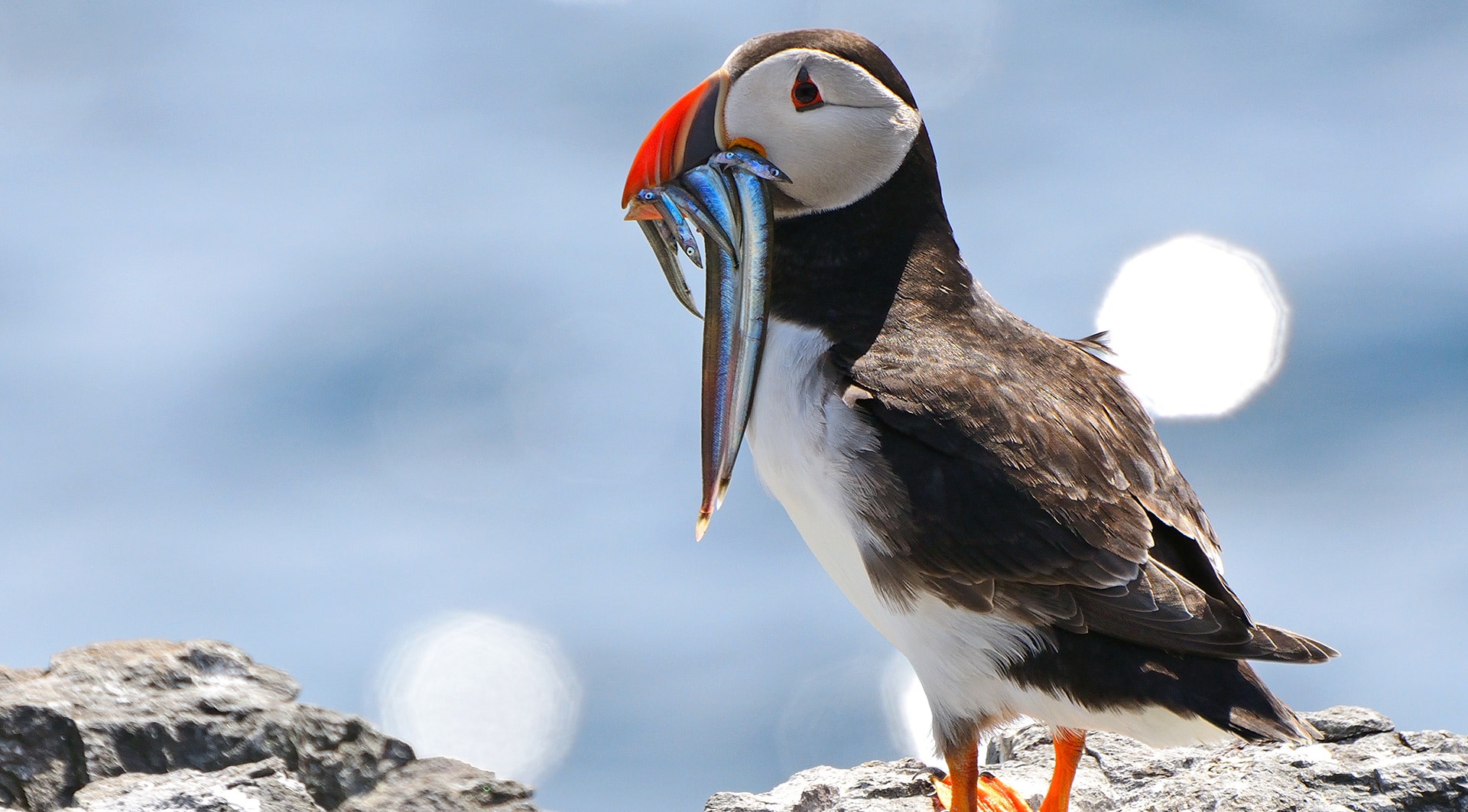 Laura's Birding Blog: Puffins! Distinctive Adaptations