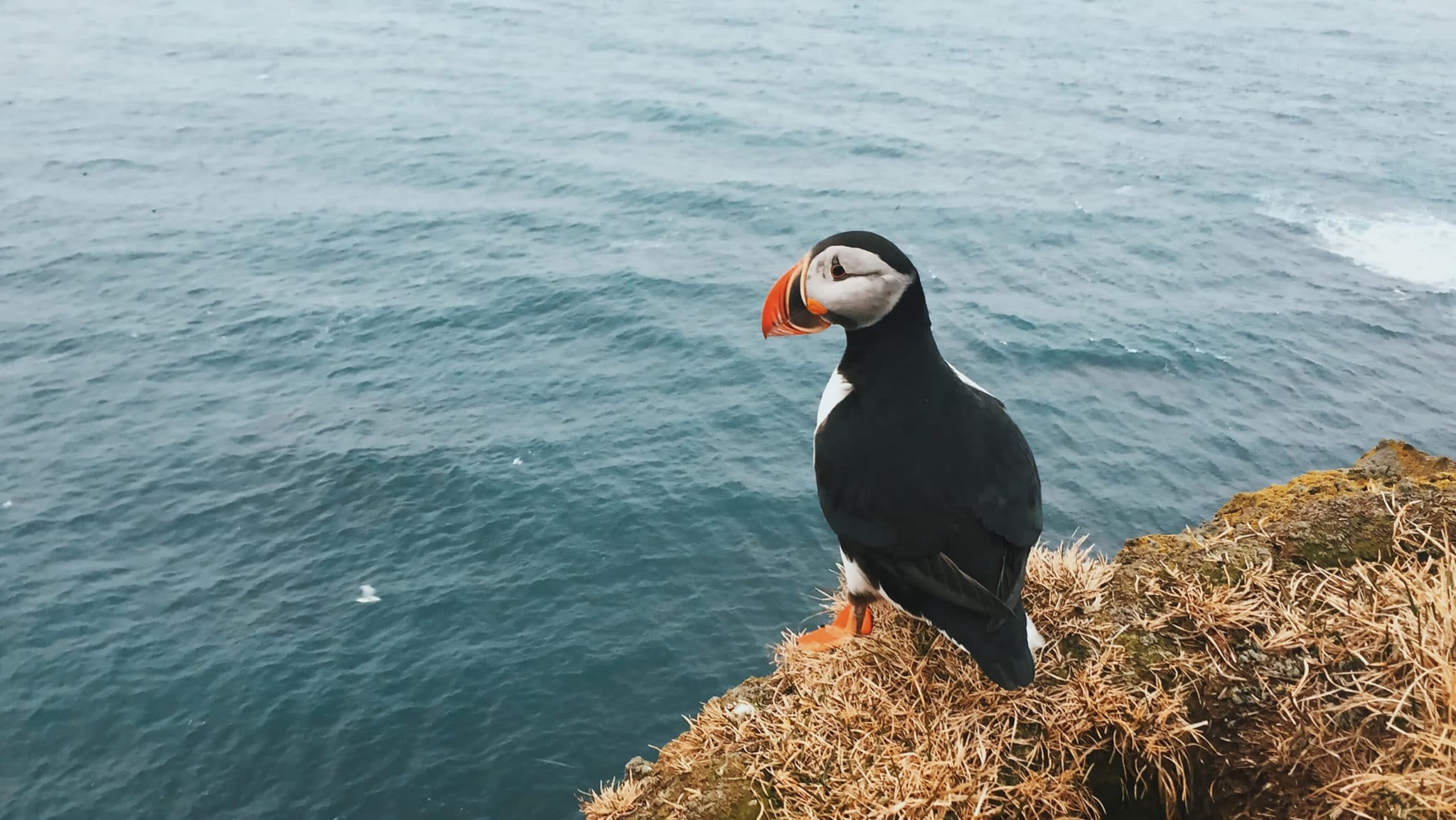 A world without puffins? The uncertain fate of the much-loved