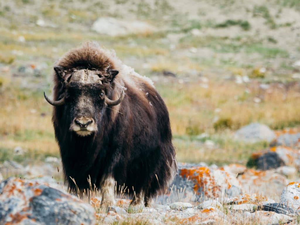 Musk oxen