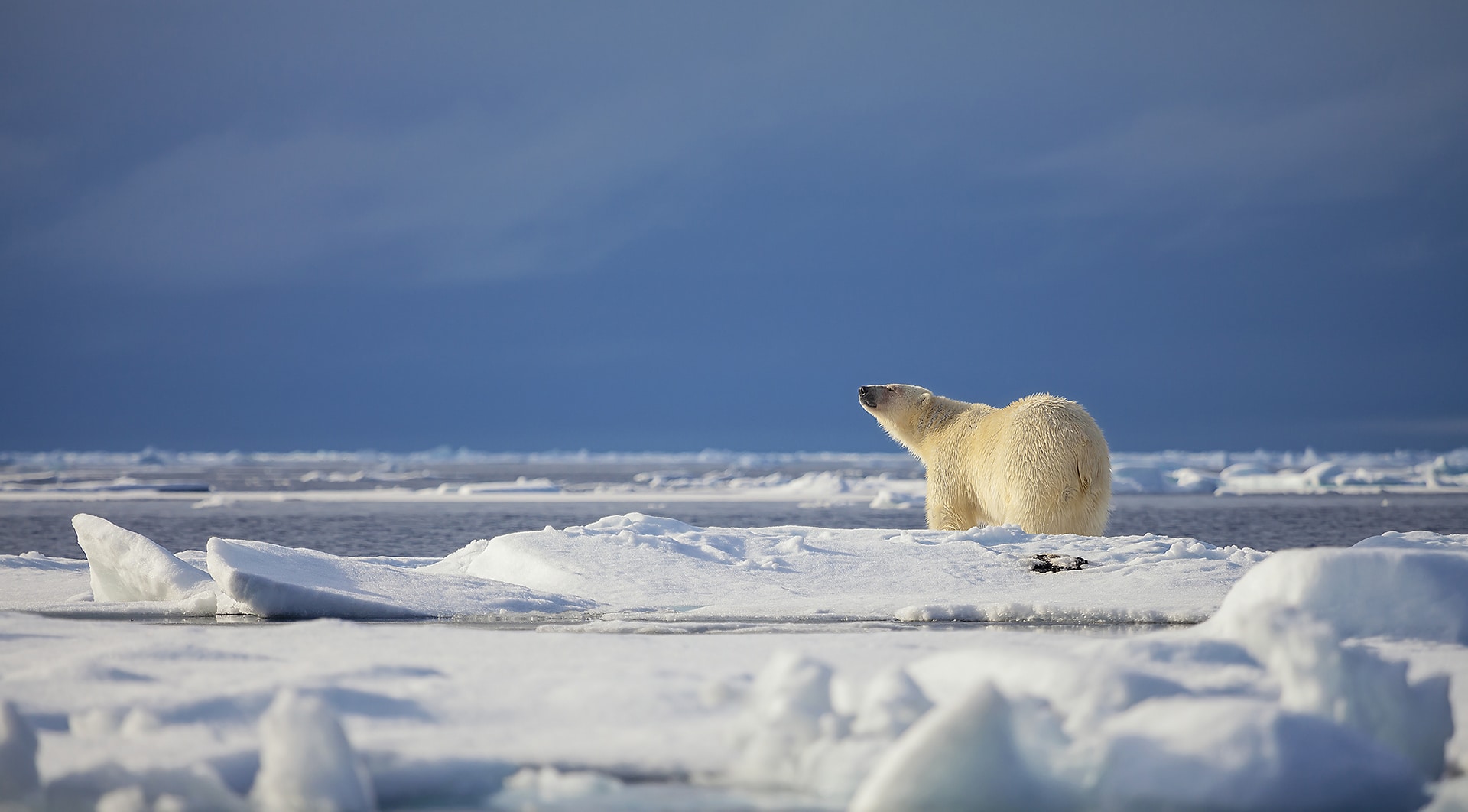 Where Does the Arctic Begin? End? - Beyond Penguins and Polar Bears