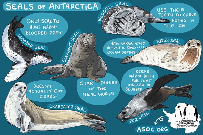 Antarctic Seal Diagram