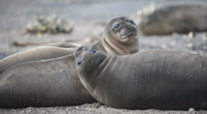 Elephant seal pups