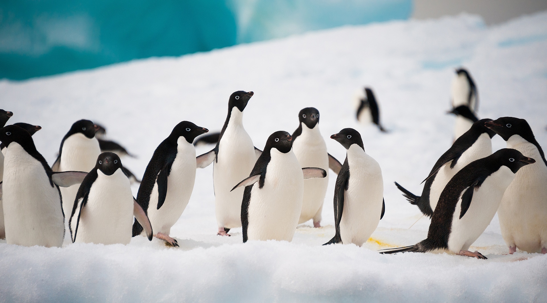 Small Animals In Antarctica