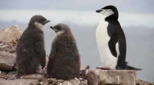 Chinstrap penguin and chicks