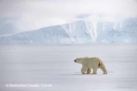 Wrangel Island polar bear