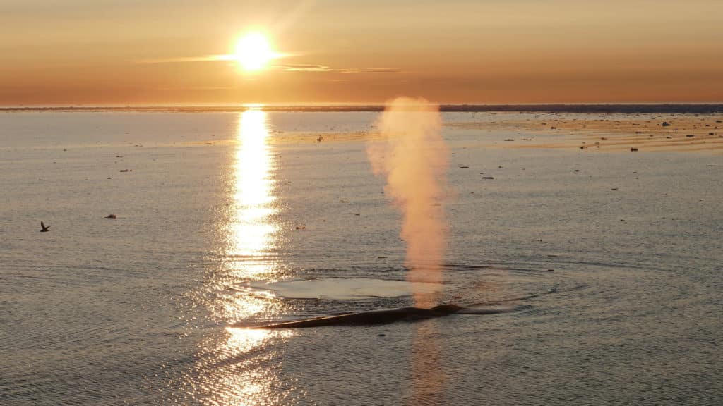 Blue whale, Greenland