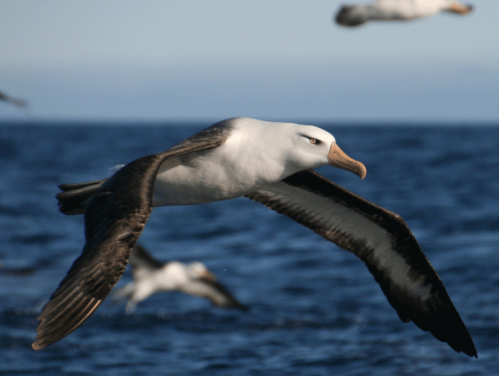 Albatross near Campbell Island
