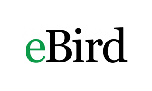 EBird Logo