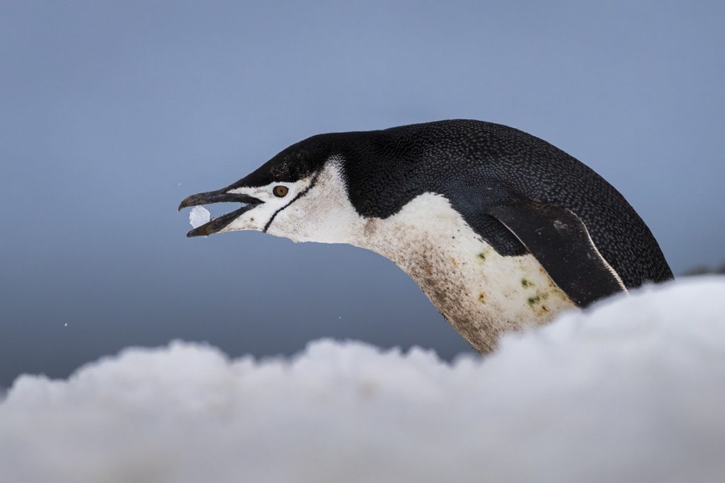 Chinstrap Penguin by Richard I'Anson