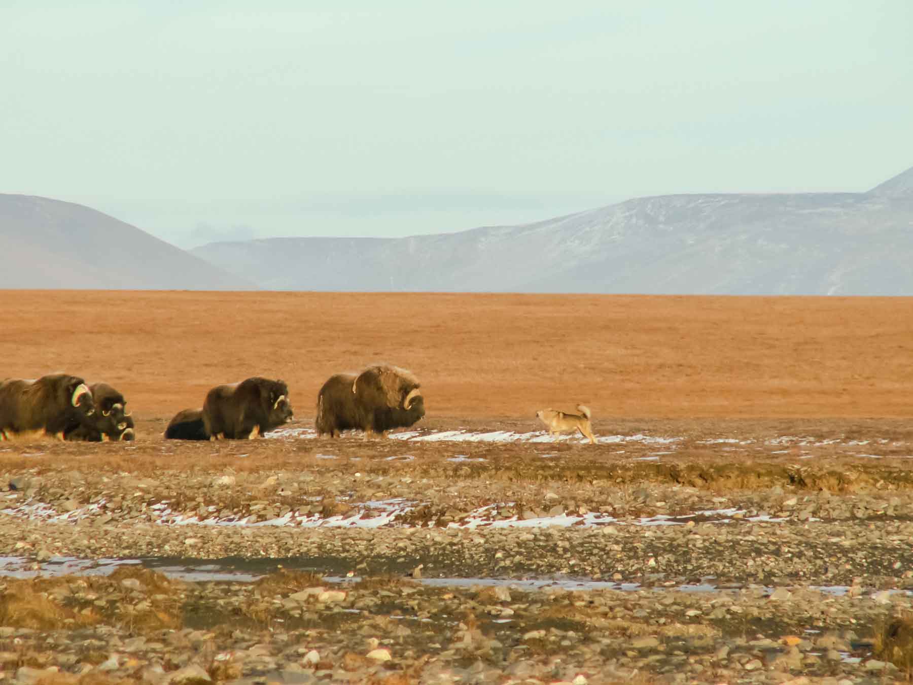 5 Little Known Facts about Wrangel Island, Russia - Aurora Expeditions™
