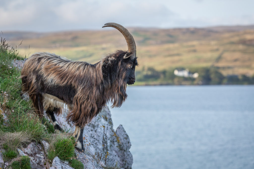 Wild Goat, Islay, Inner Hebrides, West Coast Of Scotland © Shutterstock