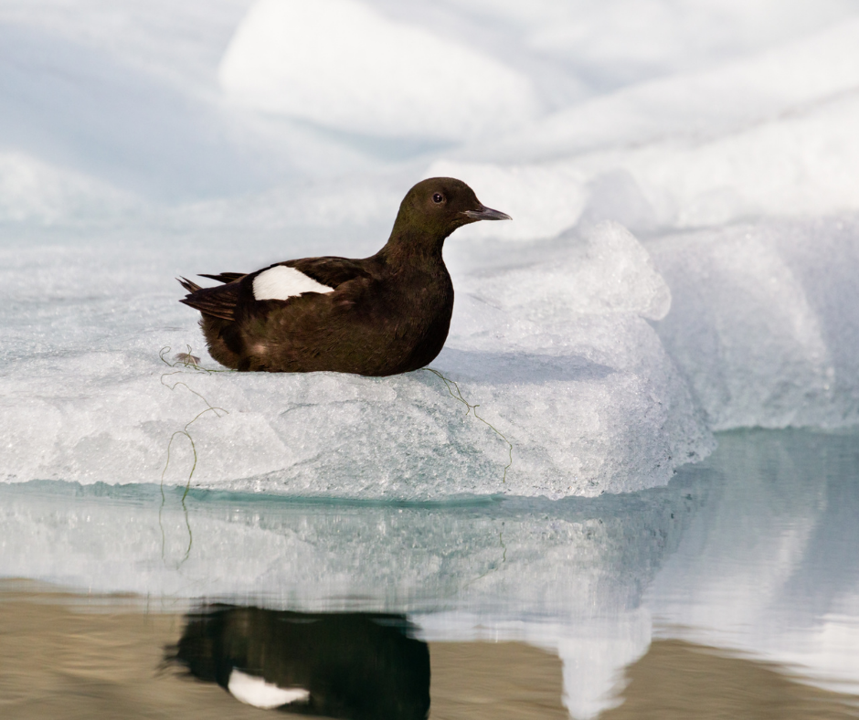 A lone Black Guillemot resting on sea ice in the Arctic