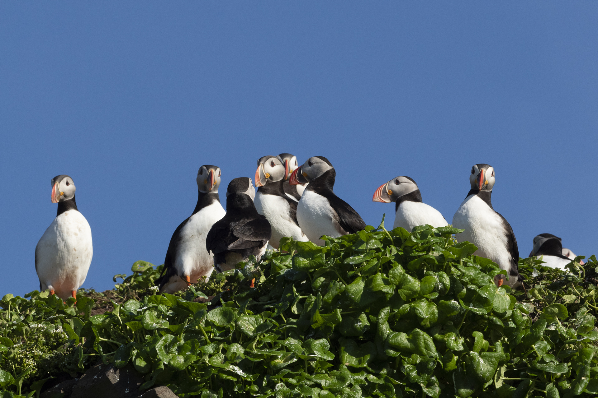 A world without puffins? The uncertain fate of the much-loved