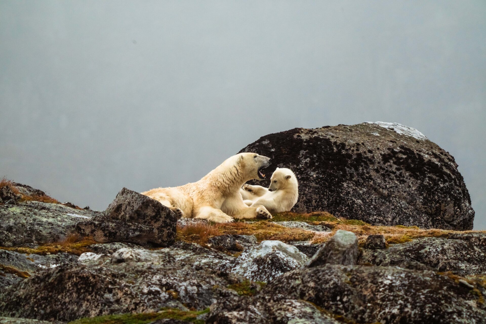 Polar bear and cub in Spitsbergen, Svalbard