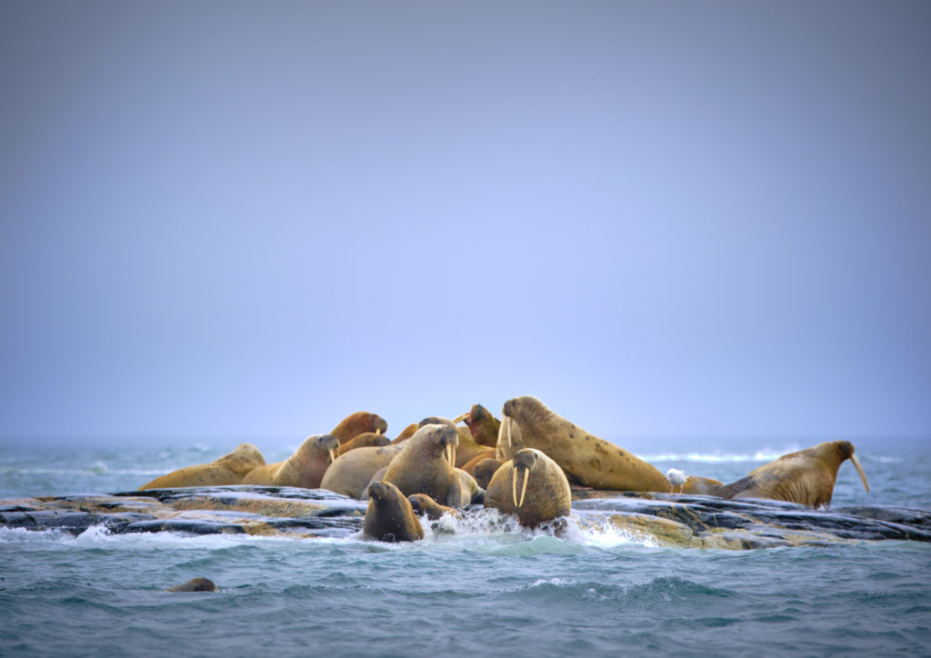 Huddle of walruses in the Svalbard archipelago in the High Arctic