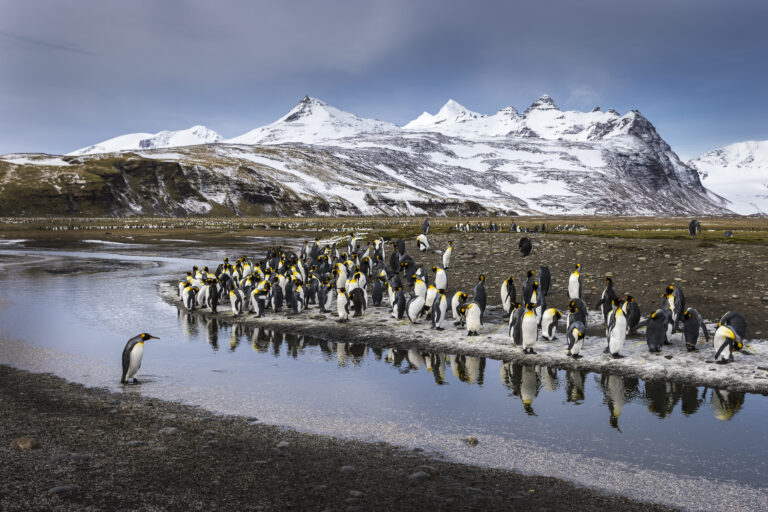 King penguins gathering beside a glacial stream, Salisbury Plain, South Georgia, Richard I'Anson