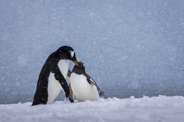 Gentoo penguins performing courtship ritual, Neko Harbour, Graham Land, Antarctica, Richard I'Anson