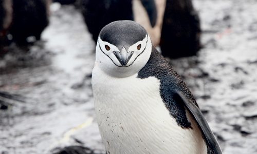 What animals live in Antarctica? - Aurora Expeditions™