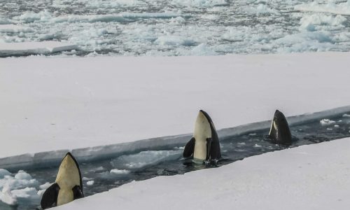 Orcas in Antarctica