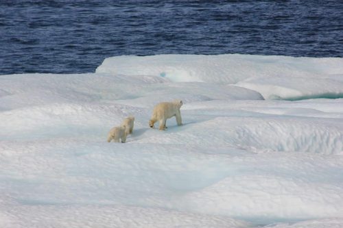 Polar bear mother and cubs