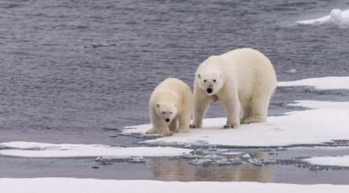 Polar bear mum and cub