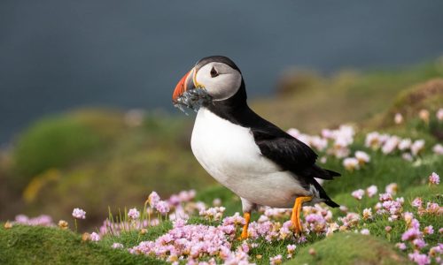 A puffin scores a snack